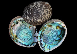 Mexican Abalone Shell Raw Material
